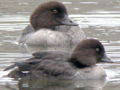 Barrow's Goldeneye